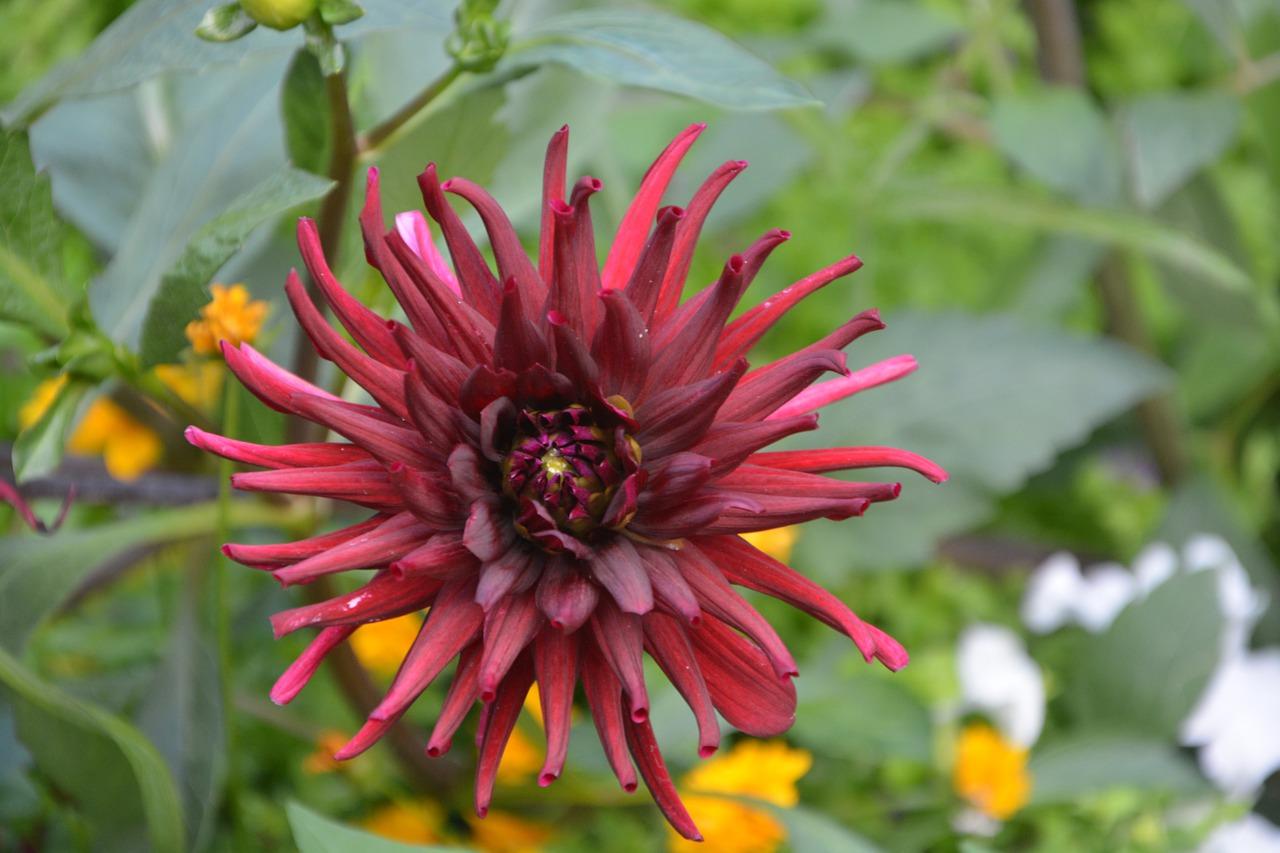 les-meilleures-fleurs-pour-jardiniere-pour-un-jardin-magnifique