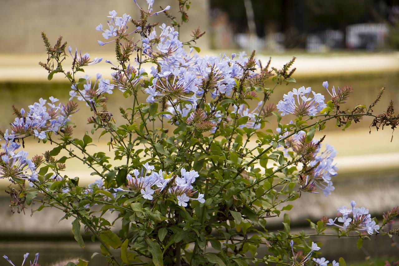 La jardinière du balcon : comment faire pousser votre jardin en ville