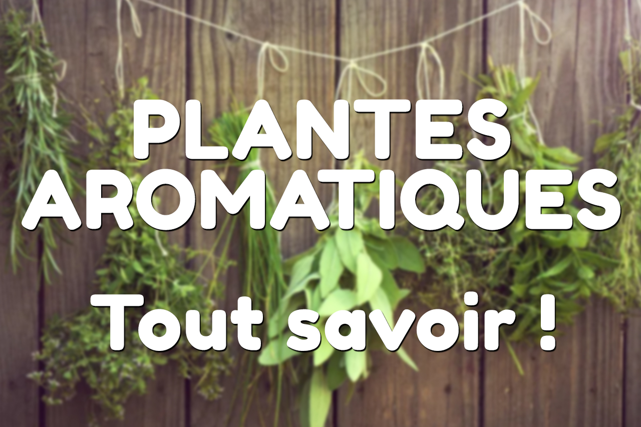 Plantes-aromatiques---Les-secrets-des-herbes-aromatiques